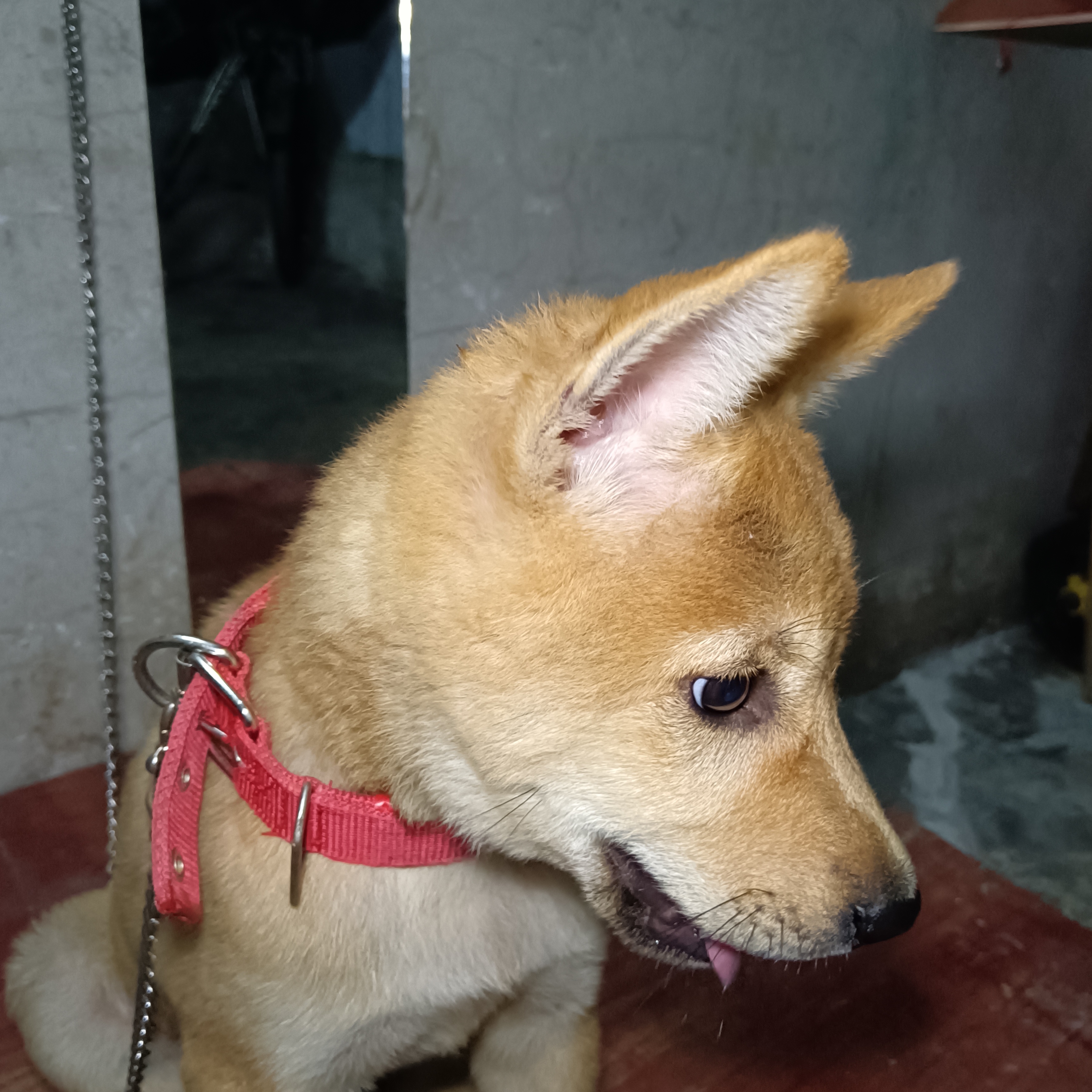 包含葡萄牙巨星赛后晒萌宠犬照片获粉丝点赞的词条